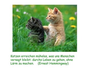 Katzen erreichen mühelos, was uns Menschen versagt bleibt: durchs Leben zu gehen, ohne Lärm zu machen. (Ernest Hemmingway) 