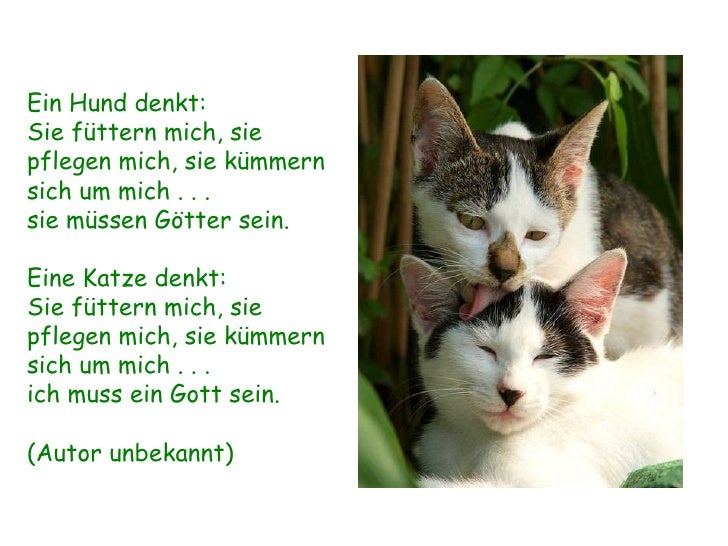 Katzen