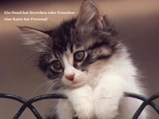 Ein Hund hat Herrchen oder Frauchen –  eine Katze hat Personal ! 