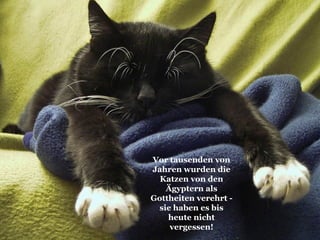 Vor tausenden von Jahren wurden die Katzen von den Ägyptern als Gottheiten verehrt - sie haben es bis heute nicht vergessen! 