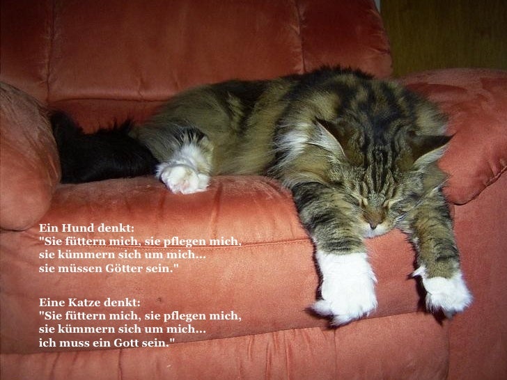 Katzenlogik
