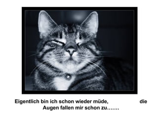 Eigentlich bin ich schon wieder müde,  die Augen fallen mir schon zu……. 