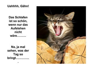 Uahhhh, Gähn! Das Schlafen ist so schön, wenn nur das Aufstehen nicht wäre……… Na, ja mal sehen, was der Tag so bringt………….. 