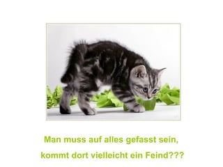 Man muss auf alles gefasst sein,  kommt dort vielleicht ein Feind??? 