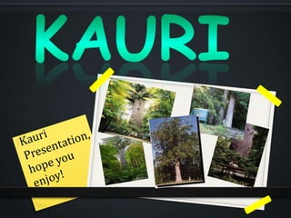 KAURI Kauri Presentation,  hope you enjoy! 