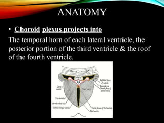 ANATOMY
• Choroid plexus projects into
The temporal horn of each lateral ventricle, the
posterior portion of the third ventricle & the roof
of the fourth ventricle.
 