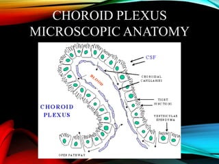 CHOROID PLEXUS
MICROSCOPIC ANATOMY
 
