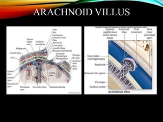 ARACHNOID VILLUS
L
 