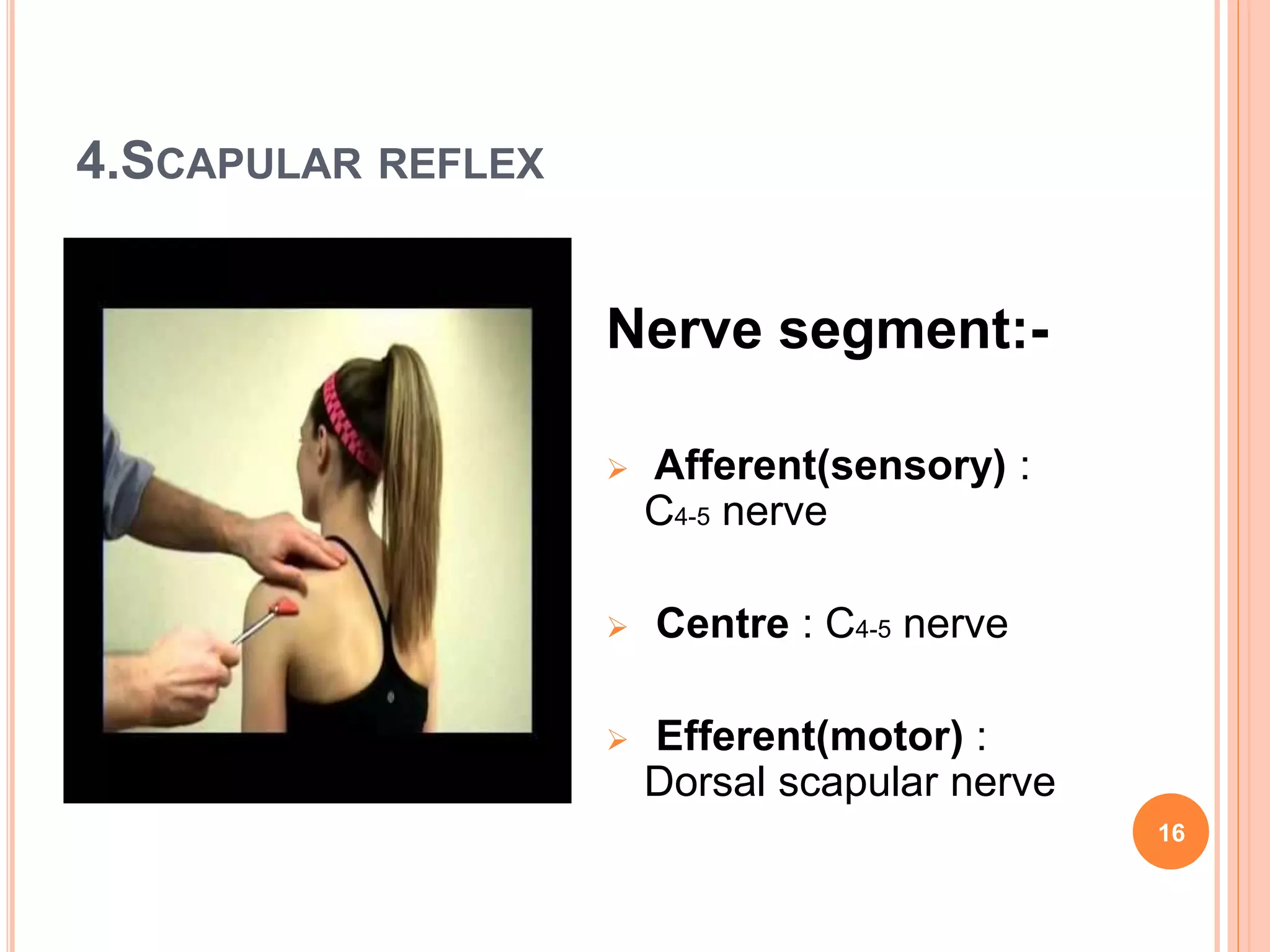 4.SCAPULAR REFLEX
Nerve segment:-
 Afferent(sensory) :
C4-5 nerve
 Centre : C4-5 nerve
 Efferent(motor) :
Dorsal scapular nerve
16
 