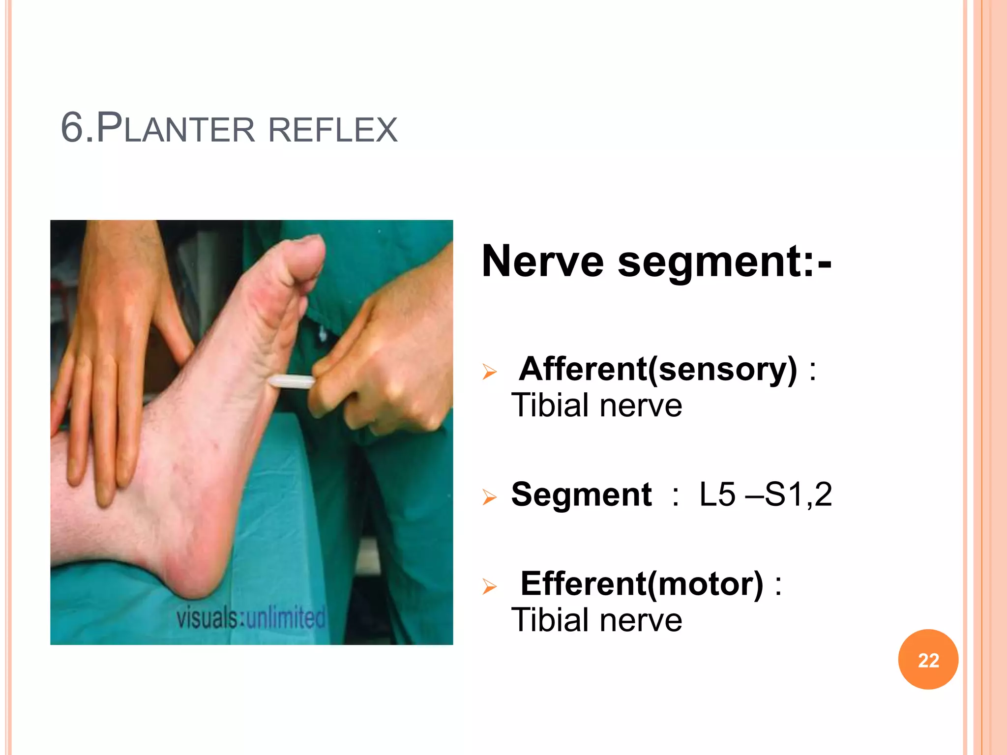 6.PLANTER REFLEX
Nerve segment:-
 Afferent(sensory) :
Tibial nerve
 Segment : L5 –S1,2
 Efferent(motor) :
Tibial nerve
22
 