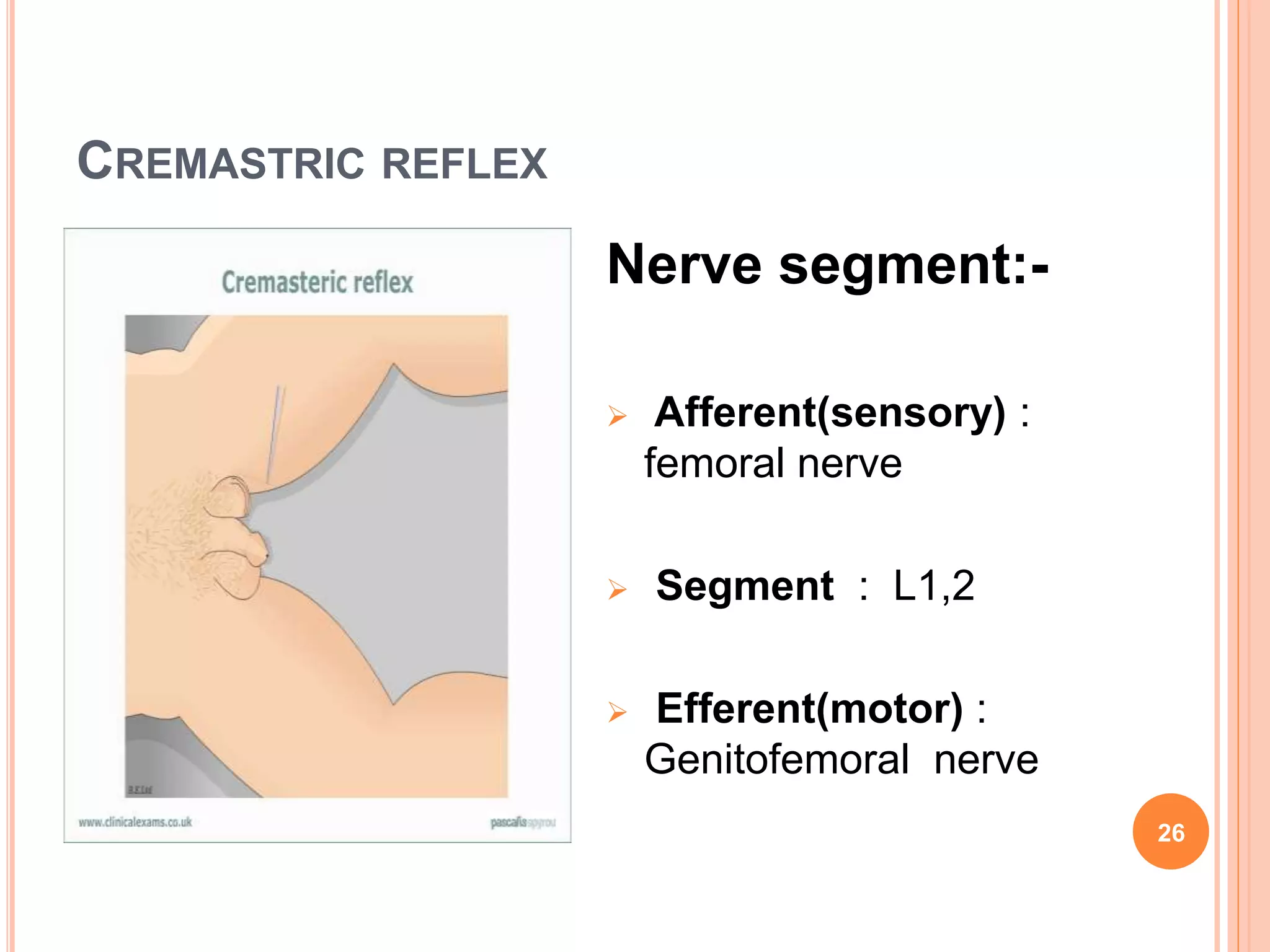 CREMASTRIC REFLEX
Nerve segment:-
 Afferent(sensory) :
femoral nerve
 Segment : L1,2
 Efferent(motor) :
Genitofemoral nerve
26
 