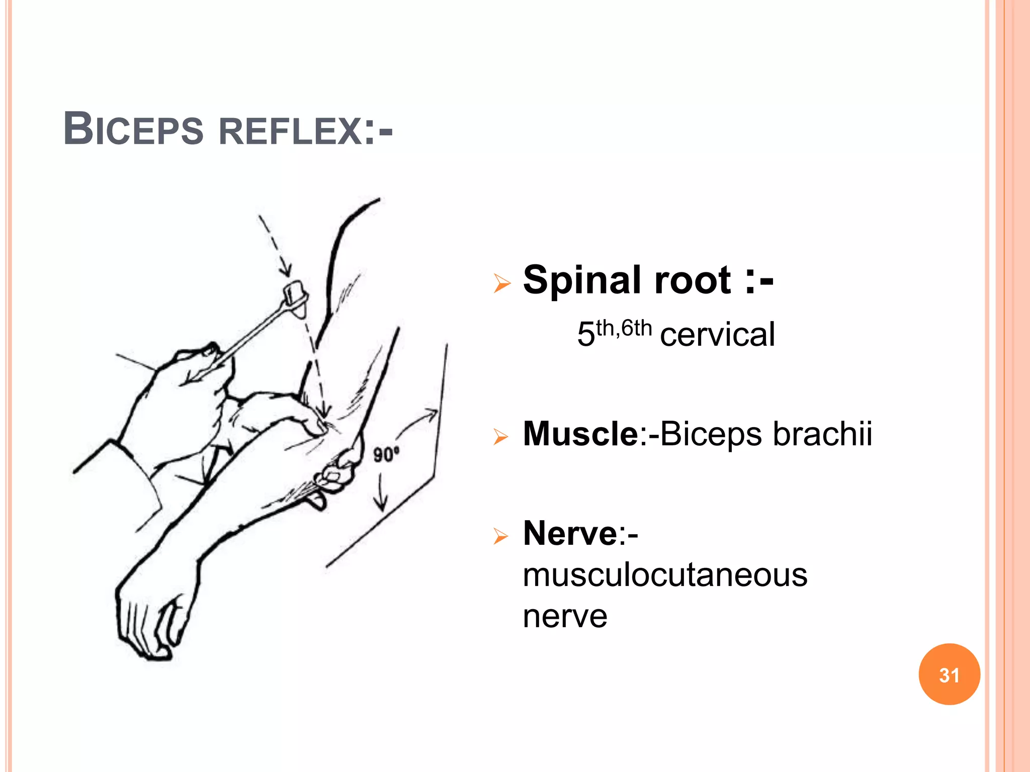 BICEPS REFLEX:-
 Spinal root :-
5th,6th cervical
 Muscle:-Biceps brachii
 Nerve:-
musculocutaneous
nerve
31
 