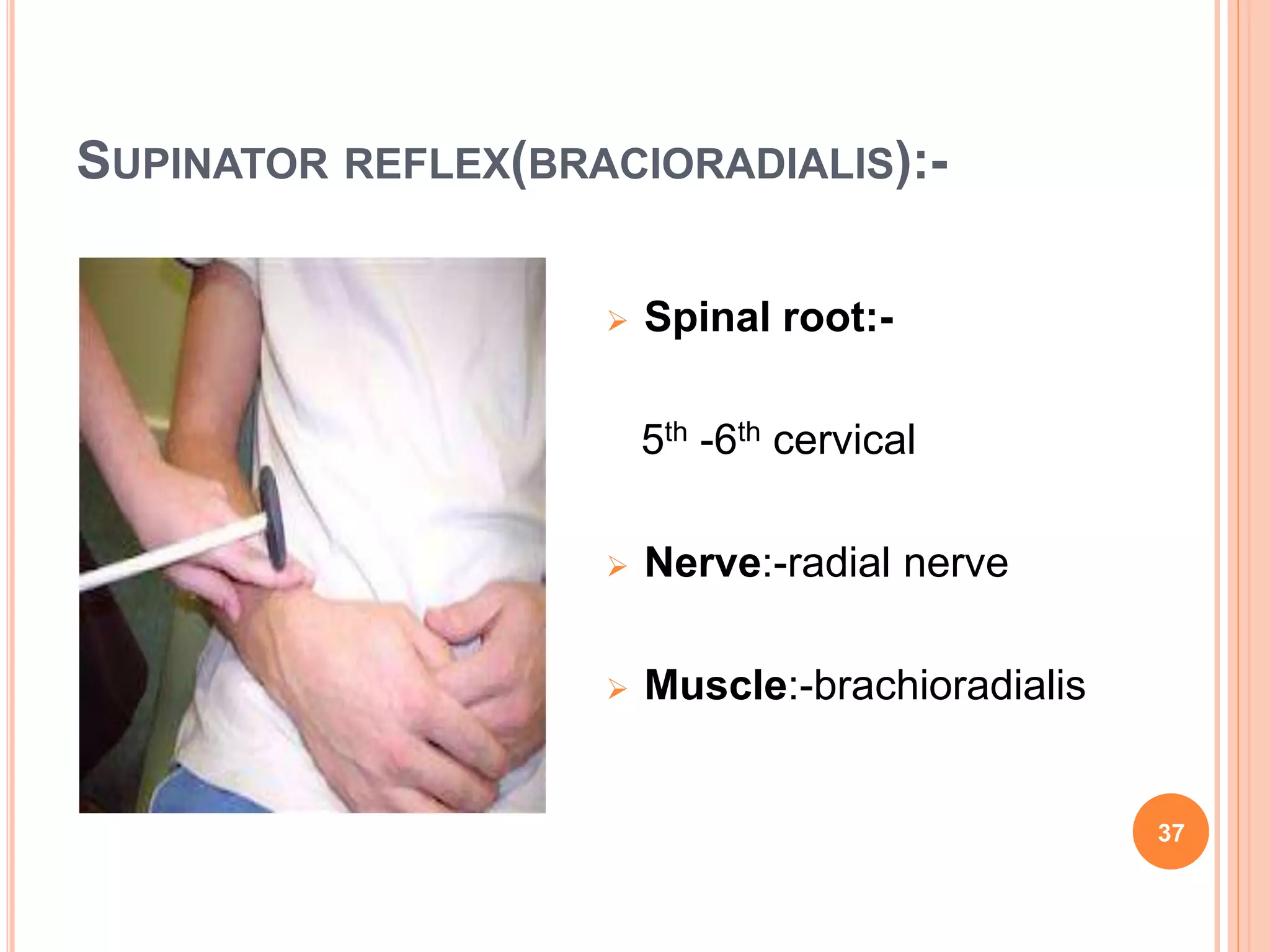 SUPINATOR REFLEX(BRACIORADIALIS):-
 Spinal root:-
5th -6th cervical
 Nerve:-radial nerve
 Muscle:-brachioradialis
37
 