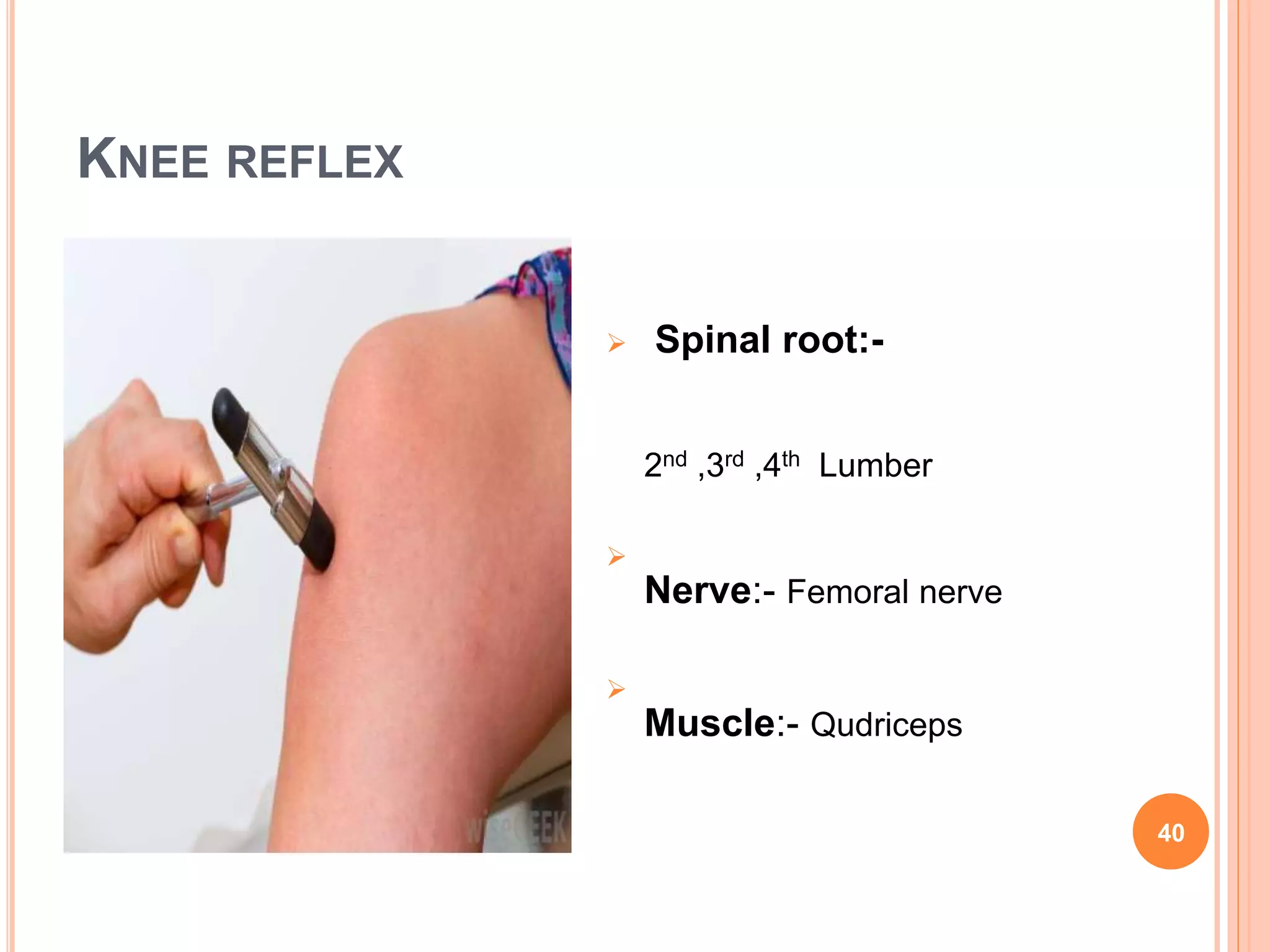 KNEE REFLEX
40
 Spinal root:-
2nd ,3rd ,4th Lumber

Nerve:- Femoral nerve

Muscle:- Qudriceps
 
