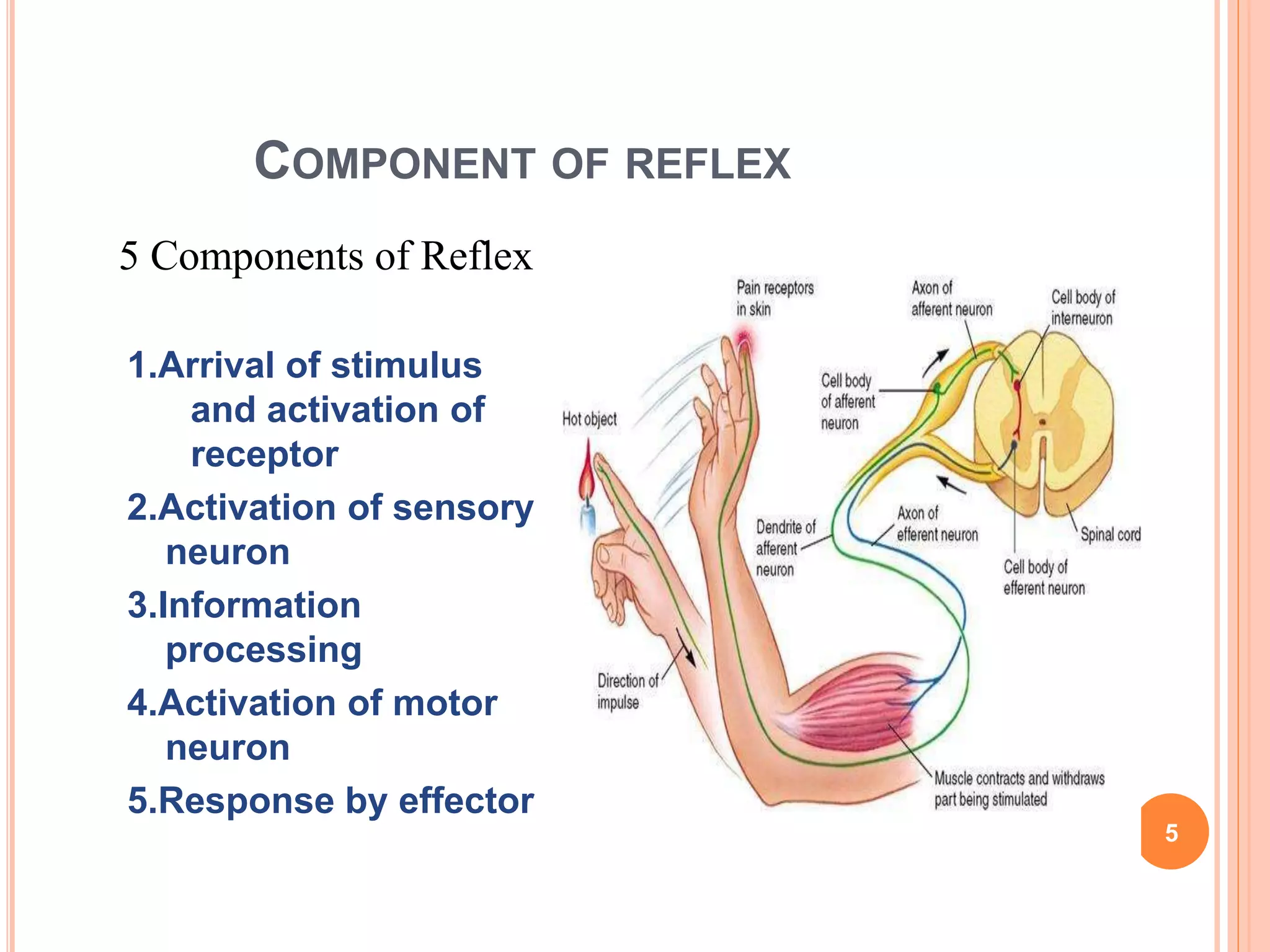 COMPONENT OF REFLEX
5
5 Components of Reflex
1.Arrival of stimulus
and activation of
receptor
2.Activation of sensory
neuron
3.Information
processing
4.Activation of motor
neuron
5.Response by effector
 
