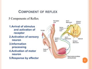 method of physical examination of central nervous system | PPTX