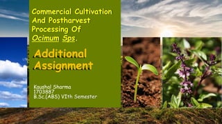 Additional
Assignment
Kaushal Sharma
1703887
B.Sc.(ABS) VIth Semester
Commercial Cultivation
And Postharvest
Processing Of
Ocimum Sps.
 