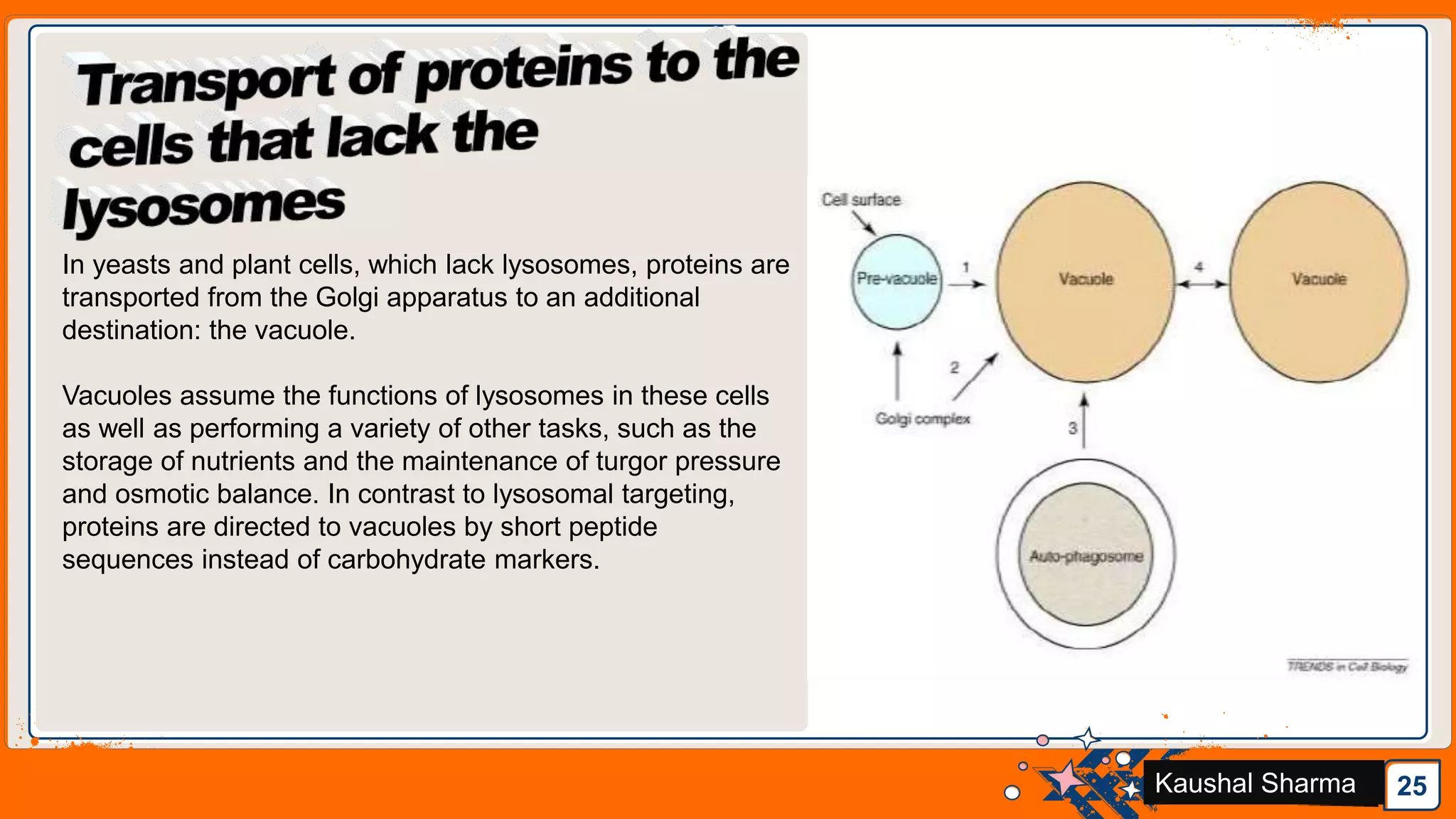Protein Sorting and Transport Through Golgi complex | PPTX