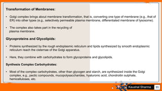Jens Martensson 11Kaushal Sharma
Transformation of Membranes:
• Golgi complex brings about membrane transformation, that is, converting one type of membrane (e.g., that of
ER) into other types (e.g., selectively permeable plasma membrane, differentiated membrane of lysosome).
• The complex also takes part in the recycling of
plasma membrane.
Glycoproteins and Glycolipids:
• Proteins synthesized by the rough endoplasmic reticulum and lipids synthesized by smooth endoplasmic
reticulum reach the cisternae of the Golgi apparatus.
• Here, they combine with carbohydrates to form glycoproteins and glycolipids.
Synthesis Complex Carbohydrates:
• Most of the complex carbohydrates, other than glycogen and starch, are synthesized inside the Golgi
complex, e.g., pectic compounds, mucopolysaccharides, hyaluronic acid, chondroitin sulphate,
hemicelluloses, etc.
 