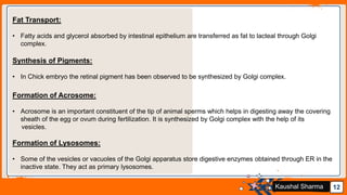Jens Martensson 12Kaushal Sharma
Fat Transport:
• Fatty acids and glycerol absorbed by intestinal epithelium are transferred as fat to lacteal through Golgi
complex.
Synthesis of Pigments:
• In Chick embryo the retinal pigment has been observed to be synthesized by Golgi complex.
Formation of Acrosome:
• Acrosome is an important constituent of the tip of animal sperms which helps in digesting away the covering
sheath of the egg or ovum during fertilization. It is synthesized by Golgi complex with the help of its
vesicles.
Formation of Lysosomes:
• Some of the vesicles or vacuoles of the Golgi apparatus store digestive enzymes obtained through ER in the
inactive state. They act as primary lysosomes.
 