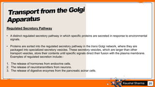 Jens Martensson 20Kaushal Sharma
Regulated Secretory Pathway
• A distinct regulated secretory pathway in which specific proteins are secreted in response to environmental
signals.
• Proteins are sorted into the regulated secretory pathway in the trans Golgi network, where they are
packaged into specialized secretory vesicles. These secretory vesicles, which are larger than other
transport vesicles, store their contents until specific signals direct their fusion with the plasma membrane.
Examples of regulated secretion include:-
1. The release of hormones from endocrine cells.
2. The release of neurotransmitters from neurons.
3. The release of digestive enzymes from the pancreatic acinar cells.
 