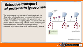Jens Martensson 23Kaushal Sharma
The best-characterized pathway of protein sorting in the
Golgi is the selective transport of proteins to lysosomes.
Protein destined for incorporation into lysosomes are
modified by mannose phosphorylation. This occurs while the
protein is still in the cis Golgi network. These phosphorylated
mannose residues are specifically recognized by a
mannose- 6-phosphate receptor in the trans Goligi network
 