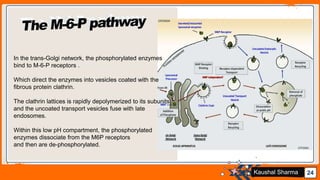 Jens Martensson 24Kaushal Sharma
In the trans-Golgi network, the phosphorylated enzymes
bind to M-6-P receptors .
Which direct the enzymes into vesicles coated with the
fibrous protein clathrin.
The clathrin lattices is rapidly depolymerized to its subunits,
and the uncoated transport vesicles fuse with late
endosomes.
Within this low pH compartment, the phosphorylated
enzymes dissociate from the M6P receptors
and then are de-phosphorylated.
 