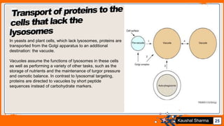 Jens Martensson 25Kaushal Sharma
In yeasts and plant cells, which lack lysosomes, proteins are
transported from the Golgi apparatus to an additional
destination: the vacuole.
Vacuoles assume the functions of lysosomes in these cells
as well as performing a variety of other tasks, such as the
storage of nutrients and the maintenance of turgor pressure
and osmotic balance. In contrast to lysosomal targeting,
proteins are directed to vacuoles by short peptide
sequences instead of carbohydrate markers.
 