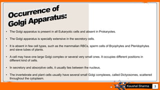 Jens Martensson 3Kaushal Sharma
• The Golgi apparatus is present in all Eukaryotic cells and absent in Prokaryotes.
• The Golgi apparatus is specially extensive in the secretory cells.
• It is absent in few cell types, such as the mammalian RBCs, sperm cells of Bryophytes and Pteridophytes
and sieve tubes of plants.
• A cell may have one large Golgi complex or several very small ones. It occupies different positions in
different kind of cells.
• In secretory and absorptive cells, it usually lies between the nucleus.
• The invertebrate and plant cells usually have several small Golgi complexes, called Dictyosomes, scattered
throughout the cytoplasm.
 