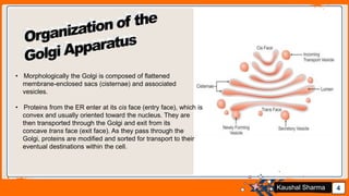 Jens Martensson 4Kaushal Sharma
• Morphologically the Golgi is composed of flattened
membrane-enclosed sacs (cisternae) and associated
vesicles.
• Proteins from the ER enter at its cis face (entry face), which is
convex and usually oriented toward the nucleus. They are
then transported through the Golgi and exit from its
concave trans face (exit face). As they pass through the
Golgi, proteins are modified and sorted for transport to their
eventual destinations within the cell.
 