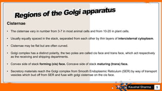 Jens Martensson 5Kaushal Sharma
Cisternae:
• The cisternae vary in number from 3-7 in most animal cells and from 10-20 in plant cells.
• Usually equally spaced in the stack, separated from each other by thin layers of intercisternal cytoplasm.
• Cisternae may be flat but are often curved.
• Golgi complex has a distinct polarity, the two poles are called cis face and trans face, which act respectively
as the receiving and shipping departments.
• Convex side of stack forming (cis) face. Concave side of stack maturing (trans) face.
• Secretory materials reach the Golgi complex from Smooth Endoplasmic Reticulum (SER) by way of transport
vesicles which bud off from SER and fuse with golgi cisternae on the cis face.
 
