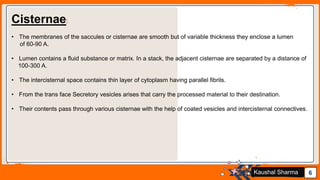 Jens Martensson 6Kaushal Sharma
Cisternae:
• The membranes of the saccules or cisternae are smooth but of variable thickness they enclose a lumen
of 60-90 A.
• Lumen contains a fluid substance or matrix. In a stack, the adjacent cisternae are separated by a distance of
100-300 A.
• The intercisternal space contains thin layer of cytoplasm having parallel fibrils.
• From the trans face Secretory vesicles arises that carry the processed material to their destination.
• Their contents pass through various cisternae with the help of coated vesicles and intercisternal connectives.
 