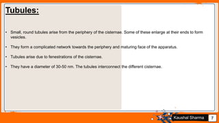 Jens Martensson 7Kaushal Sharma
Tubules:
• Small, round tubules arise from the periphery of the cisternae. Some of these enlarge at their ends to form
vesicles.
• They form a complicated network towards the periphery and maturing face of the apparatus.
• Tubules arise due to fenestrations of the cisternae.
• They have a diameter of 30-50 nm. The tubules interconnect the different cisternae.
 