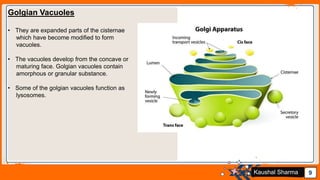 Jens Martensson 9Kaushal Sharma
Golgian Vacuoles
• They are expanded parts of the cisternae
which have become modified to form
vacuoles.
• The vacuoles develop from the concave or
maturing face. Golgian vacuoles contain
amorphous or granular substance.
• Some of the golgian vacuoles function as
lysosomes.
 