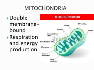  Double
membrane-
bound
 Respiration
and energy
production
 