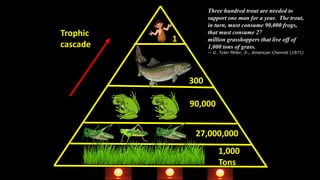 Trophic
cascade
1
300
90,000
27,000,000
1,000
Tons
Three hundred trout are needed to
support one man for a year. The trout...