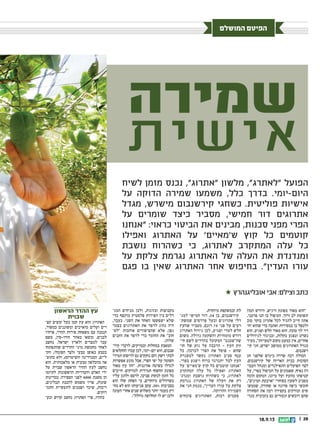 || 2018.9.13
‫המושלם‬ ‫הפיטם‬
‫לשיח‬ ‫מזמן‬ ‫נכנס‬ ,‫אתרוג‬ ‫מלשון‬ ,‫לאתרג‬ ‫הפועל‬
‫על‬ ‫הדוקה‬ ‫שמירה‬ ‫משמעו‬ ,‫כלל‬ ‫בדרך‬ .‫היום-יומי‬
‫מגדל‬ ,‫מישרש‬ ‫קירשנבום‬ ‫כשחגי‬ .‫פוליטית‬ ‫אישיות‬
‫על‬ ‫שומרים‬ ‫כיצד‬ ‫מסביר‬ ,‫חמישי‬ ‫דור‬ ‫אתרוגים‬
‫אנחנו‬ :‫כראוי‬ ‫הביטוי‬ ‫את‬ ‫מבינים‬ ,‫סכנות‬ ‫מפני‬ ‫הפרי‬
‫ואפילו‬ ‫האתרוג‬ ‫על‬ '‫ש'מאיים‬ ‫קוץ‬ ‫כל‬ ‫קוטמים‬
‫נושבת‬ ‫כשהרוח‬ ‫כי‬ ,‫לאתרוג‬ ‫המתקרב‬ ‫עלה‬ ‫כל‬
‫על‬ ‫צלקת‬ ‫נגרמת‬ ‫האתרוג‬ ‫של‬ ‫העלה‬ ‫את‬ ‫ומנדנדת‬
‫פגם‬ ‫בו‬ ‫שאין‬ ‫האתרוג‬ ‫אחר‬ ‫בחיפוש‬ .‫העדין‬ ‫עורו‬
‫שמירה‬
‫אישית‬
‫המון‬ ‫ודורש‬ ,‫ורגיש‬ ‫מפונק‬ ‫מאוד‬ ‫הוא‬
.‫פרטני‬ ‫הנו‬ ‫בו‬ ‫הטיפול‬ .‫ורוך‬ ‫לב‬ ‫תשומת‬
‫טוב‬ ‫בוקר‬ ‫אתרוג‬ ‫לכל‬ ‫להגיד‬ ‫חייב‬ ‫אתה‬
‫יח‬ ‫שהוא‬ ‫כדי‬ ‫ואהבה‬ ‫במסירות‬ ‫בו‬ ‫ולטפל‬‫ג‬
‫הוא‬ .‫ופגיע‬ ‫חלש‬ ‫מאוד‬ ‫הוא‬ .‫טובה‬ ‫לך‬ ‫זיר‬
‫לגידולים‬ ‫ובניגוד‬ ,‫בקלות‬ ‫ונפגע‬ ‫נשרט‬
‫מעיד‬ ,‫לטעויות‬ ‫מקום‬ ‫כמעט‬ ‫אין‬ ,‫אחרים‬
‫קי‬ ‫חגי‬ ,‫ישרש‬ ‫ממושב‬ ‫האתרוגים‬ ‫מגדל‬‫ג‬
.‫רשנבום‬
‫חג‬ ‫שלפני‬ ‫בימים‬ ‫שררה‬ ‫רבה‬ ‫המולה‬
.‫קירשנבום‬ ‫של‬ ‫האריזה‬ ‫בבית‬ ‫הסוכות‬
‫העבו‬ ‫ומנהל‬ ‫התאילנדים‬ ‫הפועלים‬ ‫לצד‬‫ג‬
‫על‬ ,‫בפרי‬ ‫הטיפול‬ ‫על‬ ‫שאמונים‬ ,‫נאיף‬ ‫דה‬
‫הומה‬ ‫המקום‬ ,‫מיונו‬ ‫ועל‬ ‫מהעץ‬ ‫קטיפתו‬
,‫המינים‬ ‫ארבעת‬ ‫בסוחרי‬ ‫לשעון‬ ‫מסביב‬
‫שממש‬ ,‫שחורה‬ ‫או‬ ‫סרוגה‬ ‫כיפה‬ ‫חובשי‬‫ג‬
‫הסחורה‬ ‫את‬ ‫רבה‬ ‫בקפידה‬ ‫ובודקים‬ ‫שים‬
‫מגד‬ ‫בזכוכית‬ ‫גם‬ ‫ונעזרים‬ ‫רוכשים‬ ‫שהם‬‫ג‬
.‫מיוחדת‬ ‫ובמשקפת‬ ‫לת‬
‫למ�ג‬ ‫חמישי‬ ‫דור‬ ,54 ‫ב ן‬ ,‫קירשנבום‬
‫שמשת‬ ‫פרדסים‬ ‫ובעל‬ ‫אתרוגים‬ ‫דלי‬‫ג‬
‫שהעץ‬ ‫מסביר‬ ,‫דונם‬ 70 ‫פני‬ ‫על‬ ‫רעים‬
‫האתרוג‬ ‫גידול‬ ‫לכן‬ ,‫ופגיע‬ ‫למדי‬ ‫חלש‬
‫משום‬ .‫גדולה‬ ‫והשקעה‬ ‫מומחיות‬ ‫דורש‬
‫חי‬ ‫לשם‬ ‫בהדרים‬ ‫המקובל‬ ‫שהפטנט‬‫ג‬
‫חו‬ ‫של‬ ‫גזע‬ ‫על‬ ‫הרכבה‬ - ‫העץ‬ ‫זוק‬‫ג‬
‫כל‬ ,‫לברכה‬ ‫הפרי‬ ‫את‬ ‫פוסל‬ - ‫שחש‬
‫למסגרת‬ ‫נקשר‬ ‫האתרוג‬ ‫סביב‬ ‫ענף‬
.‫בפרי‬ ‫ויפגע‬ ‫ברוח‬ ‫יתנדנד‬ ‫לבל‬ ‫העץ‬
‫על‬ '‫ש'מאיים‬ ‫קוץ‬ ‫כל‬ ‫קוטמים‬ ‫אנחנו‬
‫המתקרב‬ ‫עלה‬ ‫כל‬ ‫ואפילו‬ ‫האתרוג‬
‫ומנדנ‬ ‫נושבת‬ ‫כשהרוח‬ ‫כי‬ ,‫לאתרוג‬‫ג‬
‫נגרמת‬ ‫האתרוג‬ ‫של‬ ‫העלה‬ ‫את‬ ‫דת‬
‫את‬ ‫חגי‬ ‫מנמק‬ ,‫העדין‬ ‫עורו‬ ‫על‬ ‫צלקת‬
.‫ההדוקה‬ ‫השמירה‬
‫צומחים‬ ‫האתרוגים‬ ,‫רבות‬ ‫פעמים‬
‫המג‬ ‫מניחים‬ ‫ולכן‬ ,‫ובזוגות‬ ‫בקבוצות‬‫ג‬
‫כדי‬ ‫מוקצף‬ ‫פלסטיק‬ ‫הפירות‬ ‫בין‬ ‫דלים‬
,‫בעבר‬ .‫השני‬ ‫את‬ ‫האחד‬ ‫ישפשפו‬ ‫שלא‬
‫בצמר‬ ‫האתרוגים‬ ‫את‬ ‫לרפד‬ ‫נהוג‬ ‫היה‬
‫לס‬ ‫אוהבות‬ ‫שהציפורים‬ ‫אלא‬ ,‫גפן‬‫ג‬
‫הקנים‬ ‫את‬ ‫לרפד‬ ‫כדי‬ ‫החומר‬ ‫את‬ ‫חוב‬
.‫שלהן‬
‫קיר‬ ‫לדברי‬ ,‫ובמזיקים‬ ‫במחלות‬ ‫המאבק‬‫ג‬
‫החקלאים‬ ‫עברו‬ ‫לכן‬ ,‫יום-יומי‬ ‫הוא‬ ,‫שנבום‬
‫תמידי‬ ‫לריסוס‬ ‫גם‬ ‫נזקקים‬ ‫והם‬ ‫רשת‬ ‫לבתי‬
‫אפשרות‬ ‫מונע‬ ‫אבל‬ ,‫הפרי‬ ‫יפי‬ ‫על‬ ‫השומר‬
‫מאוד‬ ‫עץ‬ ‫זהו‬ .‫אורגנית‬ ‫בשיטה‬ ‫לגדלו‬
‫חייבים‬ .‫למזיקים‬ ‫תמידית‬ ‫החשוף‬ ‫מפונק‬
‫עליו‬ ‫ולהגן‬ ‫לרסס‬ ,‫סביבו‬ ‫לנקות‬ ‫הזמן‬ ‫כל‬
‫הוא‬ ‫שלו‬ ‫הפחת‬ ‫כי‬ ,‫מיוחדים‬ ‫בשרוולים‬
‫מ�ח‬ ‫לא‬ ‫הוא‬ ‫פגיעותו‬ ‫עקב‬ .50% ‫בסביבו ת‬
‫העונה‬ ‫אחרי‬ ‫שנים‬ ‫משלוש‬ ‫יותר‬ ‫מעמד‬ ‫זיק‬
.‫גדולה‬ ‫תחלופה‬ ‫לו‬ ‫יש‬ ‫ולכן‬
‫הראשון‬ ‫ההדר‬ ‫עץ‬
‫שבוית‬
‫קצ‬ ‫קוצים‬ ‫בעל‬ ‫קטן‬ ‫עץ‬ ‫הוא‬ ‫האתרוג‬‫ג‬
,‫כמשור‬ ‫ומשוננים‬ ‫מוארכים‬ ‫ועלים‬ ‫רים‬
‫פרחיו‬ ,‫ההדר‬ ‫פירות‬ ‫משפחת‬ ‫עם‬ ‫הנמנה‬
‫משם‬ ,‫הודו-סין‬ ‫באזור‬ ‫מוצאו‬ .‫לבנים‬
‫נחשב‬ .‫ישראל‬ ‫ולארץ‬ ‫למצרים‬ ‫עבר‬
‫שהתפתחו‬ ‫ההדרים‬ ‫מיני‬ ‫מחמשת‬ ‫לאחד‬
‫הקי‬ ,‫הפומלו‬ ‫(לצד‬ ‫טבעי‬ ‫באופן‬ ‫בטבע‬
‫כתוצ‬ ‫ולא‬ ,)‫והסיטרוס‬ ‫המנדרינה‬ ,‫ליים‬‫ג‬
‫הוא‬ .‫מלאכותית‬ ‫או‬ ‫טבעית‬ ‫מהכלאה‬ ‫אה‬
‫על‬ ‫שבוית‬ ‫הראשון‬ ‫ההדר‬ ‫לעץ‬ ‫נחשב‬
‫לקיומו‬ ‫הראשונות‬ ‫והעדויות‬ ‫האדם‬ ‫ידי‬
‫במדינות‬ .‫הספירה‬ ‫לפני‬ 4000 ‫משנת‬ ‫הן‬
,‫תבלינים‬ ‫להכנת‬ ‫משמש‬ ‫פריו‬ ,‫שונות‬
‫התמ‬ ‫לתעשיית‬ ‫ושמנים‬ ‫שיכר‬ ,‫ריבות‬‫ג‬
.‫רוקים‬
‫ובע‬ ‫קדוש‬ ‫נחשב‬ ‫האתרוג‬ ‫פרי‬ ,‫בהודו‬‫ג‬
 ‫אובליגנהרץ‬ ‫אבי‬ :‫וצילם‬ ‫כתב‬
 