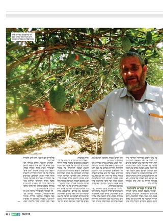21 || 18.9.13
‫ביין‬ ‫ומזרעיו‬ ‫מפירותיו‬ ‫לשלב‬ ‫נהגו‬ ‫בר‬
‫נגד‬ ‫הגנה‬ ‫וכאמצעי‬ ‫הפה‬ ‫את‬ ‫לטהר‬ ‫כדי‬
‫שיניים‬ ‫לצחצח‬ ‫נהגו‬ ‫אתיופיה‬ ‫יהודי‬ .‫רעל‬
‫תכונות‬ ‫ייחסו‬ ‫להם‬ ,‫האתרוג‬ ‫עץ‬ ‫בענפי‬
‫חומר‬ ‫את‬ ‫מחדש‬ ‫הבונה‬ ‫מחטא‬ ‫חומר‬ ‫של‬
‫הפו‬ ‫לסמל‬ ‫נחשב‬ ‫הפיטם‬ .‫שנהרס‬ ‫השן‬‫־‬
‫מרבה‬ ‫האתרוג‬ ‫כי‬ ,‫האמינו‬ ‫אבותינו‬ .‫ריות‬
‫לנשוך‬ ‫נוהגות‬ ‫הרות‬ ‫נשים‬ ‫ולכן‬ ‫הזרע‬ ‫את‬
‫לא‬ - ‫סוכות‬ ‫של‬ ‫האחרון‬ ‫ביום‬ ‫הפיטם‬ ‫את‬
‫כסגולה‬ ‫אלא‬ ,‫זכר‬ ‫בן‬ ‫ללידת‬ ‫כסגולה‬
.‫קלה‬ ‫ללידה‬
‫לסוכות‬ ‫קודש‬ ‫היבול‬ ‫כל‬
‫לגידול‬ ‫עולמי‬ ‫למרכז‬ ‫נחשבת‬ ‫ישראל‬
‫בעולם‬ ‫המובילה‬ ‫והיצואנית‬ ‫אתרוגים‬
‫היקף‬ ,‫החקלאות‬ ‫משרד‬ ‫נתוני‬ ‫לפי‬ .‫בענף‬
‫כאלף‬ ‫הוא‬ ‫אתרוגים‬ ‫של‬ ‫המקומי‬ ‫הגידול‬
‫מוק‬ ‫כולו‬ ‫היבול‬ ,‫הדברים‬ ‫ומטבע‬ ,‫דונם‬‫־‬
‫בחג‬ ‫המינים‬ ‫ארבעת‬ ‫מצוות‬ ‫לקיום‬ ‫דש‬
.)‫מסגרת‬ '‫(ר‬ ‫הסוכות‬
‫את‬ ‫כמיליון‬ ‫בארץ‬ ‫נמכרים‬ ,‫שנה‬ ‫מדי‬‫־‬
‫מיוצאות‬ ‫יחידות‬ ‫אלף‬ 300-‫כ‬ ‫ועוד‬ ‫רוגים‬
‫להגן‬ ‫מנת‬ ‫על‬ .‫בעולם‬ ‫יהודיות‬ ‫לקהילות‬
‫להימנע‬ ‫וכדי‬ ‫המקומיים‬ ‫החקלאים‬ ‫על‬
‫ותוצרת‬ ‫צמחים‬ ‫יבוא‬ ‫על‬ ‫נאסר‬ ,‫ממזיקים‬
‫כל‬ ,‫זאת‬ ‫עם‬ ‫יחד‬ .‫הדר‬ ‫פרי‬ ‫כולל‬ ‫צמחית‬
‫שלטונות‬ ‫לוכדים‬ ,‫לסוכות‬ ‫בסמוך‬ ,‫שנה‬
‫שהו‬ ‫אתרוגים‬ ‫אלפי‬ ‫ואף‬ ‫מאות‬ ‫המכס‬‫־‬
,‫מאיטליה‬ ,‫ממרוקו‬ ‫בעיקר‬ ‫ארצה‬ ‫ברחו‬
.‫ומטורקיה‬ ‫מצרפת‬
‫בשי‬ ‫התחרות‬ ‫עיקר‬ ,‫קירשנבום‬ ‫לדברי‬‫־‬
‫וב‬ ‫איטליה‬ ‫מול‬ ‫היא‬ ‫לחול‬ ‫אתרוגים‬ ‫ווק‬‫־‬
‫לשחקנית‬ ‫הפכה‬ ‫מרוקו‬ ,‫האחרונות‬ ‫שנים‬
‫אתרו‬ ‫אלף‬ ‫למאה‬ ‫קרוב‬ .‫בשוק‬ ‫מרכזית‬‫־‬
‫החרדיות‬ ‫לקהילות‬ ‫שנה‬ ‫כל‬ ‫נמכרים‬ ‫גים‬
‫ישר‬ ‫תוצרת‬ ‫המחרימות‬ ‫האנטי-ציוניות‬‫־‬
.‫במוצהר‬ ‫אלית‬
‫קי‬ ‫של‬ ‫לייצוא‬ ‫המיועדים‬ ‫האתרוגים‬‫־‬
‫קירור‬ ‫בחדר‬ ‫בהסגר‬ ‫מאופסנים‬ ‫רשנבום‬
‫השירותים‬ ‫אנשי‬ ‫של‬ ‫לבדיקה‬ ‫וממתינים‬
‫משרד‬ ‫של‬ ‫ולביקורת‬ ‫הצומח‬ ‫להגנת‬
‫תכנית‬ ‫להגיש‬ ‫נדרש‬ ‫היצואן‬ .‫החקלאות‬
‫האתרוגים‬ ‫כמות‬ ‫את‬ ‫המפרטת‬ ,‫שבועית‬
‫הנדר‬ ‫הבדיקה‬ ‫תאריכי‬ ‫ואת‬ ‫לביקורת‬‫־‬
‫בדי‬ ‫באגרת‬ ‫מחויב‬ ‫היצואן‬ ,‫כמובן‬ .‫שים‬‫־‬
‫של‬ ‫ובמקרה‬ ‫הנבדקת‬ ‫לכמות‬ ‫בהתאם‬ ,‫קה‬
.‫במקור‬ ‫הצהיר‬ ‫שעליה‬ ‫מהכמות‬ ‫חריגה‬
‫ההי‬ ‫רמת‬ ‫פי‬ ‫על‬ ‫מדורגים‬ ‫האתרוגים‬‫־‬
‫היא‬ ‫אותם‬ ‫הצורכת‬ ‫והקהילה‬ ‫שלהם‬ ‫דור‬
‫מודה‬ ‫קירשנבום‬ .‫מחירם‬ ‫את‬ ‫שקובעת‬
‫האחרונות‬ ‫בשנים‬ ‫מאוד‬ ‫ירדו‬ ‫שהמחירים‬
300 ‫עד‬ ‫חמישה‬ ‫הוא‬ ‫לצרכן‬ ‫מחירם‬ ‫וכיום‬
‫בהיבט‬ ‫הידור‬ ‫מעדיפה‬ ‫קהילה‬ ‫כל‬ .‫שקלים‬
‫פו‬ ‫הכי‬ ‫הזנים‬ ‫וארבעת‬ ‫הפרי‬ ‫של‬ ‫מסוים‬‫־‬
‫קלבריה‬ ,‫איש‬ ‫חזון‬ ,‫תימני‬ :‫הם‬ ‫פולאריים‬
.'‫ואורדנג‬
‫הע‬ ‫בגודלו‬ ‫הידוע‬ ,‫התימני‬ ‫האתרוג‬‫־‬
‫ונחשב‬ ‫מוצאו‬ ‫ארץ‬ ‫שם‬ ‫על‬ ‫נקרא‬ ,‫צום‬
,‫בכלל‬ ‫המזרח‬ ‫עדות‬ ‫בקרב‬ ‫לפופולרי‬
‫איש‬ ‫חזון‬ ‫אתרוג‬ .‫בפרט‬ ‫תימן‬ ‫ויוצאי‬
‫החרדית-ליטאית‬ ‫העדה‬ ‫בני‬ ‫על‬ ‫מועדף‬
‫מעדיפים‬ ,‫לעומתם‬ ,‫חבד‬ ‫חסידי‬ ‫ואילו‬
‫במקור‬ ‫שהגיעו‬ ‫אתרוגים‬ ,‫הקלבריה‬ ‫את‬
‫בעי‬ ‫וגדלים‬ ‫האיטלקי‬ ‫הארץ‬ ‫מחבל‬‫־‬
‫למובחרים‬ ‫נחשבים‬ ‫הם‬ .‫חבד‬ ‫בכפר‬ ‫קר‬
‫מלוב‬ ‫הרבי‬ ‫של‬ ‫קביעתו‬ ‫משום‬ ‫במיוחד‬‫־‬
.‫מורכבים‬ ‫אינם‬ ‫כי‬ '‫ביץ‬
‫הזן‬ ‫הוא‬ ‫ביותר‬ ‫והפופולרי‬ ‫המרכזי‬ ‫הזן‬
‫שנ‬ ‫בפרדס‬ ‫שמקורו‬ ,‫הארץ-ישראלי‬‫־‬
‫בניגוד‬ .‫בחדרה‬ '‫אורדנג‬ ‫משפחת‬ ‫טעה‬
‫מאופיין‬ ‫זה‬ ‫מטיפוס‬ ‫האתרוג‬ ,‫לתימני‬
,‫יפות‬ ‫בליטות‬ ‫בעל‬ ,‫יחסית‬ ‫קטן‬ ‫בפרי‬
‫אתה‬ .‫בפרדס‬ ‫קירשנבום‬ ‫חגי‬
‫בוקר‬ ‫אתרוג‬ ‫לכל‬ ‫להגיד‬ ‫חייב‬
‫ואהבה‬ ‫במסירות‬ ‫בו‬ ‫ולטפל‬ ‫טוב‬
 