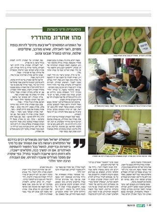 || 2218.9.13
.‫פיטם‬ ‫ובקצהו‬ ‫מחודד‬ ‫חוטם‬
,‫השנה‬ ‫כל‬ ‫כמעט‬ ‫בדלילות‬ ‫פורח‬ ‫האתרוג‬
.‫ובקיץ‬ ‫באביב‬ ‫מתרחש‬ ‫הפריחה‬ ‫עיקר‬ ‫אבל‬
‫לאי‬ ‫מיון‬ ‫עובר‬ ‫הוא‬ ,‫נקטף‬ ‫שהפרי‬ ‫אחרי‬‫־‬
‫הפסולים‬ ‫והפירות‬ ‫אפשריים‬ ‫פגמים‬ ‫תור‬
‫מאחר‬ ,‫האשפה‬ ‫לפח‬ ‫כבוד‬ ‫אחר‬ ‫מושלכים‬
‫הנבחרים‬ ‫האתרוגים‬ .‫דרישה‬ ‫כל‬ ‫להם‬ ‫ואין‬
‫הם‬ ‫בסיומו‬ ,‫נוסף‬ ‫ומיון‬ ‫שטיפה‬ ‫עוברים‬
.‫איכות‬ ‫לקבוצות‬ ‫מקוטלגים‬
‫מועד‬ ‫לפני‬ ‫נקטפים‬ ‫שהאתרוגים‬ ‫משום‬
‫הפירות‬ ,‫ירוקים‬ ‫כשהם‬ ‫הטבעי‬ ‫הבשלתם‬
‫הבחלה‬ ‫עוברים‬ ‫המיונים‬ ‫לאחר‬ ‫שנותרו‬
‫צבעם‬ ‫שבסיומה‬ ,‫מלאכותית‬ ‫הבשלה‬ -
‫בפרי‬ ‫הקיים‬ ‫האתילן‬ ‫ניצול‬ ‫תוך‬ ‫מצהיב‬
‫לכי‬ ‫גם‬ ‫שמסייע‬ ‫קוסמטי‬ ‫שינוי‬ ,‫עצמו‬‫־‬
.‫והפגמים‬ ‫השריטות‬ ‫סוי‬
‫את‬ ‫גידול‬ ,‫למדי‬ ‫הקצרה‬ ‫העונה‬ ‫חרף‬‫־‬
‫עבור‬ ‫מלאה‬ ‫במשרה‬ ‫עיסוק‬ ‫הוא‬ ‫רוגים‬
‫כאגרונום‬ ‫גם‬ ‫המשמש‬ ,‫הוותיק‬ ‫החקלאי‬
‫מצר‬ ‫קירשנבום‬ .‫הראשית‬ ‫הרבנות‬ ‫מטעם‬
‫ולסייע‬ ‫מגדלים‬ ‫לעודד‬ ‫שבמקום‬ ,‫כך‬ ‫על‬
‫זר‬ ‫מטבע‬ ‫שתכניס‬ ‫תוצרת‬ ‫להניב‬ ‫להם‬
‫מערי‬ ‫ישראל‬ ‫ממשלת‬ ,‫המדינה‬ ‫לקופת‬‫־‬
‫החקל‬ ‫של‬ ‫בדרכם‬ ‫רבים‬ ‫מכשולים‬ ‫מה‬‫־‬
‫מיני‬ ‫כל‬ ‫עם‬ '‫המוות‬ ‫את‬ ‫לנו‬ ‫ו'עושה‬ ‫אים‬
‫הקשור‬ ‫בכל‬ ‫למשל‬ ,‫ובדיקות‬ ‫ביקורות‬
,‫ככה‬ ‫ימשיך‬ ‫זה‬ ‫אם‬ .‫תאילנדים‬ ‫להעסקת‬
‫שיעברו‬ ‫היום‬ ‫רחוק‬ ‫ולא‬ ,‫יישברו‬ ‫חקלאים‬
‫מג‬ ‫מספר‬ ‫עם‬ ‫שקרה‬ ‫כפי‬ ,‫בחול‬ ‫לעבוד‬‫־‬
‫הרבה‬ ‫העבודה‬ ‫שם‬ ,‫למרוקו‬ ‫שעברו‬ ‫דלים‬
.‫זולה‬ ‫יותר‬
‫של‬ ‫משפחתית‬ ‫מסורת‬ ‫שממשיך‬ ‫כמי‬
‫ממאה‬ ‫יותר‬ ‫שנמשכת‬ ‫אתרוגים‬ ‫גידול‬
‫שגידלו‬ ‫אתרוגים‬ ‫מכר‬ ‫סב-סבו‬ ,‫שנה‬
,‫ובשכם‬ ‫ביפו‬ ‫ערביים‬ ‫פרדסנים‬ ‫עבורו‬
‫כיום‬ ‫שניצבים‬ ‫הרבים‬ ‫הקשיים‬ ‫למרות‬
‫כל‬ ‫לו‬ ‫שאין‬ ‫מבהיר‬ ‫קירשנבום‬ ,‫בפניו‬
‫שיש‬ ‫ייתכן‬ .‫עיסוקו‬ ‫על‬ ‫לוותר‬ ‫כוונה‬
,‫תובעניים‬ ‫ופחות‬ ‫יותר‬ ‫קלים‬ ‫גידולים‬
‫בפ‬ ‫כשאתה‬ ‫אבל‬ ,‫ההדרים‬ ‫בענף‬ ‫לבטח‬‫־‬
.‫בפנים‬ ‫אתה‬ ,‫נים‬
‫יחסית‬ ‫ונדיר‬ ‫דומים‬ ‫אתרוגים‬ ‫שני‬ ‫אין‬
‫פגמים‬ ‫בלי‬ ,‫לגמרי‬ ‫חלק‬ ‫אתרוג‬ ‫למצוא‬
‫עתיד‬ ‫יש‬ ‫אם‬ ‫יודע‬ ‫לא‬ ‫אני‬ .‫ריסוס‬ ‫וכתמי‬
‫היל‬ ,‫ולראיה‬ ‫בארץ‬ ‫האתרוגים‬ ‫לגידול‬‫־‬
.‫בדרכי‬ ‫להמשיך‬ ‫מעוניינים‬ ‫לא‬ ‫שלי‬ ‫דים‬
‫ולאתרוג‬ ,‫ומלואו‬ ‫עולם‬ ‫זהו‬ ,‫עבורי‬
‫שואף‬ ‫אתה‬ .‫אין-סופי‬ ‫יופי‬ ‫יש‬ ‫מבחינתי‬
‫המראה‬ ‫ואת‬ ‫האיכות‬ ‫את‬ ‫לשפר‬ ‫הזמן‬ ‫כל‬
‫אתרוג‬ .‫אותי‬ ‫ממלא‬ ‫וזה‬ ,‫האתרוגים‬ ‫של‬
‫נאמר‬ ‫בכדי‬ ‫ולא‬ ‫אנוש‬ ‫לבב‬ ‫משמח‬ ‫יפה‬
.‫הלב‬ ‫זה‬ ‫שאתרוג‬
‫כשרות‬ ‫ודיני‬ ‫היסטוריה‬
?‫מהודר‬ ‫אתרוג‬ ‫מהו‬
‫הפסוק‬ ‫נכתב‬ '‫מ‬ ‫פסוק‬ ,‫כג‬ ‫פרק‬ ,‫ויקרא‬ ‫בספר‬
‫המי‬ ‫ארבעת‬ ‫נטילת‬ ‫מצוות‬ ‫מתבססת‬ ‫שעליו‬‫־‬
‫של‬ ‫המרכזיות‬ ‫המצוות‬ ‫לאחת‬ ‫הנחשבת‬ ,‫נים‬
‫פרי‬ ‫הראשון‬ ‫ביום‬ ‫לכם‬ ‫ולקחתם‬ :‫סוכות‬ ‫חג‬
‫וערבי‬ ‫עבות‬ ‫עץ‬ ‫וענף‬ ‫תמרים‬ ‫כפות‬ ‫הדר‬ ‫עץ‬
.‫נחל‬
‫לאת‬ ‫הדר‬ ‫עץ‬ ‫בפרי‬ ‫הכוונה‬ ,‫חזל‬ ‫פי‬ ‫על‬‫־‬
‫למעשה‬ ‫לו‬ ‫ואין‬ ‫השנה‬ ‫כל‬ ‫לאורך‬ ‫הפורח‬ ,‫רוג‬
‫באילנו‬ ‫הדר‬ :‫בשל‬ ‫הוא‬ ‫שבה‬ ‫שיא‬ ‫נקודת‬ ‫כל‬
‫העדויות‬ ,‫הבחירה‬ ‫לאישוש‬ .‫לשנה‬ ‫משנה‬
‫היחיד‬ ‫ההדר‬ ‫פרי‬ ‫שזהו‬ ‫מלמדות‬ ‫ההיסטוריות‬
.‫העתיקה‬ ‫בעת‬ ‫התיכון‬ ‫הים‬ ‫באזור‬ ‫ידוע‬ ‫שהיה‬
‫הדר‬ ‫המילה‬ ‫כי‬ ,‫מוסבר‬ ‫בתלמוד‬ ,‫בנוסף‬
‫עם‬ ‫גדולים‬ ‫בתוכו‬ ‫המאכלס‬ ‫דיר‬ ‫מזכירה‬
‫פי‬ ‫יש‬ ‫בו‬ ‫אשר‬ ,‫האתרוג‬ ‫כעץ‬ ‫כמוהו‬ ,‫קטנים‬‫־‬
‫עם‬ ‫יחד‬ )‫שעברה‬ ‫שנה‬ ‫של‬ ‫(הפירות‬ ‫גדולים‬ ‫רות‬
.)‫השנה‬ ‫(פירות‬ ‫קטנים‬ ‫פירות‬
‫טעמם‬ ,‫ישראל‬ ‫לבני‬ ‫משולים‬ ‫המינים‬ ‫ארבעת‬
.‫טובים‬ ‫למעשים‬ ‫משול‬ ‫וריחם‬ ‫לתורה‬ ‫משול‬
‫יש‬ ‫בעם‬ ‫חלק‬ ‫לאותו‬ ‫כמשל‬ ‫משמש‬ ‫האתרוג‬‫־‬
‫מכיוון‬ ,‫טובים‬ ‫ומעשים‬ ‫תורה‬ ‫יש‬ ‫שבו‬ ,‫ראל‬
‫(משל‬ ‫ריח‬ ‫וגם‬ )‫לתורה‬ ‫(משל‬ ‫טעם‬ ‫גם‬ ‫לו‬ ‫שיש‬
.)‫למצוות‬
‫להיע‬ ‫צריכות‬ ‫שבתורה‬ ‫המצוות‬ ‫שכל‬ ‫מאחר‬‫־‬
‫ארבעת‬ ‫מצוות‬ ‫גם‬ ,‫ומהודרת‬ ‫נאה‬ ‫בצורה‬ ‫שות‬
‫הא‬ ,‫לכך‬ ‫אי‬ .‫ובשלמות‬ ‫בהידור‬ ‫חייבת‬ ‫המינים‬‫־‬
‫הת‬ ‫או‬ ‫נקב‬ ,‫כתם‬ ‫ללא‬ ,‫נקי‬ ‫להיות‬ ‫חייב‬ ‫תרוג‬‫־‬
‫ואינו‬ ‫ובליטות‬ ‫שקיעות‬ ‫עם‬ ;‫הקליפה‬ ‫קלפות‬
‫שמחברו‬ ‫(החלק‬ ‫בתחתיתו‬ ‫העוקץ‬ ;‫כלימון‬ ‫חלק‬
.‫הפרי‬ ‫בבשר‬ ‫קצת‬ ‫שקוע‬ )‫לעץ‬
‫לפחות‬ ‫להיות‬ ‫האתרוג‬ ‫על‬ :‫האתרוג‬ ‫נפח‬
.‫סמק‬ 58-‫כ‬ ,‫ביצה‬ ‫כגודל‬
‫ראוי‬ ‫להיות‬ ‫צריך‬ ‫האתרוג‬ :‫לאכילה‬ ‫ראוי‬
,‫לכן‬ .‫אכילה‬ ‫היתר‬ ‫בו‬ ‫שיהיה‬ ‫כלומר‬ ,‫לאכילה‬
‫ומעשרות‬ ‫תרומות‬ ‫ממנו‬ ‫הופרשו‬ ‫שלא‬ ‫אתרוג‬
.‫פסול‬ - ‫שביעית‬ ‫או‬ ‫טבל‬ ,‫עורלה‬ ‫של‬
,‫אחר‬ ‫עץ‬ ‫עם‬ ‫שהרכיבו‬ ‫אתרוג‬ :‫מורכב‬ ‫שאינו‬
.‫פסול‬ ,‫לימון‬ ‫לרוב‬
,‫שלמה‬ ‫להיות‬ ‫צריכה‬ ‫האתרוג‬ ‫קליפת‬ :‫קליפה‬
‫שהקליפה‬ ‫אסור‬ .‫קילופים‬ ‫או‬ ‫יובש‬ ,‫סדקים‬ ‫ללא‬
‫נקו‬ ‫או‬ ‫כתם‬ ‫אף‬ ‫שיהיה‬ ‫אסור‬ .‫מדי‬ ‫רכה‬ ‫תהיה‬‫־‬
‫שממנו‬ ‫(מקום‬ ‫האתרוג‬ ‫של‬ ‫העליון‬ ‫חלקו‬ ‫על‬ ‫דה‬
:‫האתרוג‬ ‫חלקי‬ ‫בשאר‬ .)‫להצר‬ ‫האתרוג‬ ‫מתחיל‬
‫ובלבד‬ ‫פסול‬ ‫האתרוג‬ ‫נקודות‬ ‫שלוש‬ ‫יש‬ ‫אם‬
.‫כשר‬ ‫האתרוג‬ ‫שאז‬ ,‫צד‬ ‫באותו‬ ‫יהיו‬ ‫שלא‬
- ‫בראשו‬ ‫וצר‬ ‫בבסיסו‬ ‫רחב‬ ,‫כמגדל‬ :‫צורה‬
‫לצד‬ ‫מחציו‬ ‫והולך‬ ‫ומתקצר‬ ‫העוקץ‬ ‫בצד‬ ‫רחב‬
.‫פסול‬ – ‫ככדור‬ ‫עגול‬ ‫אתרוג‬ .‫הפיטם‬
‫שיותר‬ ‫כמה‬ ‫להיות‬ ‫צריך‬ ‫האתרוג‬ ‫צבע‬ :‫צבע‬
.‫פסול‬ - ‫ממש‬ ‫כהה‬ ‫ירוק‬ ‫בצבע‬ ‫אתרוג‬ .‫צהוב‬
.‫כשר‬ - ‫לצהוב‬ ‫מירוק‬ ‫צבעו‬ ‫את‬ ‫ששינה‬ ‫אתרוג‬
.‫פסול‬ - ‫משהו‬ ‫ממנו‬ ‫שנחסר‬ ‫אתרוג‬ :‫חסר‬
‫הא‬ ‫אם‬ .‫ונפל‬ ‫פיטם‬ ‫לו‬ ‫שהיה‬ ‫אתרוג‬ ,‫למשל‬‫־‬
‫חלק‬ ‫נשבר‬ ‫אם‬ .‫כשר‬ - ‫הפיטם‬ ‫ללא‬ ‫גדל‬ ‫תרוג‬
‫לו‬ ‫שנפל‬ ‫אתרוג‬ ,‫כן‬ ‫כמו‬ .‫מותר‬ - ‫מהפיטם‬
‫או‬ ‫חורים‬ .‫פסול‬ ,‫גומה‬ ‫במקומו‬ ‫ונשארה‬ ‫העוקץ‬
‫הרא‬ ‫ליום‬ ‫רק‬ ‫אותו‬ ‫פוסלים‬ ‫שבאתרוג‬ ‫נקבים‬‫־‬
‫ונ‬ ‫הגדילה‬ ‫בזמן‬ ‫שנגרמו‬ ‫חורים‬ .‫החג‬ ‫של‬ ‫שון‬‫־‬
‫פוסלים‬ ‫אינם‬ ‫לעץ‬ ‫מחובר‬ ‫האתרוג‬ ‫בעוד‬ ‫תכסו‬
.‫האתרוג‬ ‫את‬
‫בנפח‬ ‫להיות‬ ‫מינים‬ ‫לארבעת‬ ‫המתאים‬ ‫האתרוג‬ ‫על‬
‫שקליפתו‬ ,‫מורכב‬ ‫שאינו‬ ,‫לאכילה‬ ‫ראוי‬ ,‫מסוים‬
‫צהוב‬ ‫וצבעו‬ ‫כמגדל‬ ‫צורתו‬ ,‫שלמה‬
‫בדרכם‬ ‫רבים‬ ‫מכשולים‬ ‫מערימה‬ ‫ישראל‬ ‫ממשלת‬
‫מיני‬ ‫כל‬ ‫עם‬ '‫המוות‬ ‫את‬ ‫לנו‬ ‫ו'עושה‬ ‫החקלאים‬ ‫של‬
‫להעסקת‬ ‫הקשור‬ ‫בכל‬ ‫למשל‬ ,‫ובדיקות‬ ‫ביקורות‬
,‫יישברו‬ ‫חקלאים‬ ,‫ככה‬ ‫ימשיך‬ ‫זה‬ ‫אם‬ .‫תאילנדים‬
‫שקרה‬ ‫כפי‬ ,‫בחול‬ ‫לעבוד‬ ‫שיעברו‬ ‫היום‬ ‫רחוק‬ ‫ולא‬
‫העבודה‬ ‫שם‬ ,‫למרוקו‬ ‫שעברו‬ ‫מגדלים‬ ‫מספר‬ ‫עם‬
‫זולה‬ ‫יותר‬ ‫הרבה‬
‫מחמירים‬ ‫בסטנדרטים‬ ‫לעמוד‬ ‫הפרי‬ ‫על‬ .‫אתרוגים‬ ‫ושוטפים‬ ‫ממיינים‬ ‫תאילנדים‬ ‫פועלים‬
‫הסחורה‬ ‫את‬ ‫רבה‬ ‫בקפידה‬ ‫ובודקים‬ ‫ממששים‬ ‫הקונים‬ .‫אתרוג‬ ‫בוחן‬ ‫המינים‬ ‫ארבעת‬ ‫סוחר‬
‫בכלל‬ ‫המזרח‬ ‫עדות‬ ‫בקרב‬ ‫פופולריים‬ .‫תימניים‬ ‫אתרוגים‬
 