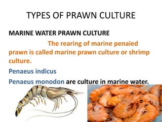 write an essay on prawn culture