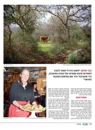 ‫צילום: שרית קרופקה‬

‫עגל צעיר העומד סמוך לאמו. מקום שלישי, כל הזוכים מעמק יזרעאל‬

‫כוכי שלום: "חשוב היה לי מאוד להכין‬
‫לתחרות קינוח מסורתי של העדה התימנית,‬
‫כדי שהציבור יכיר את נפלאות המטבח‬
‫התימני"‬

‫גם תחרויות בישול פתוחות לכל המתיישבים,‬
‫כשהנושא הנבחר משתנה בכל שנה. השנה,‬
‫מתוך מגמה לקרב את התושבים הוותיקים‬
‫לחדוות היצירה, הוחלט על תחרות 'סבים‬
‫מבשלים קינוחים לנכדים'".‬

‫מאסטר סבתא‬
‫ארצנו שופעת לאחרונה תחרויות בישולי‬
‫מטעמים, אך תחרות שבה סבים וסבתות‬
‫מכינים קינוחים שהנכדים אוהבים היא תחרות‬
‫מקורית בהחלט. גם כוכי שלום )25(, ילידת‬
‫מושב אליקים, הופתעה כשראתה את הקריאה‬
‫להשתתף בתחרות.‬
‫שלום, בת לשמש וליוסף מנצור ז"ל, ממייסדי‬
‫המושב, היא אם לארבעה ילדים וסבתא לשניים‬
‫)הנכדה השלישית בדרך(, החליטה להירשם:‬
‫"חשוב היה לי מאוד להכין לתחרות קינוח‬
‫מסורתי של העדה התימנית, כדי שהציבור‬
‫יכיר את נפלאות המטבח התימני.‬
‫"הנכד הבכור שלי מאוד אוהב זלביה מתוקה,‬

‫81 ||‬

‫41.3.6‬

‫ולכן בחרתי במתכון זה לתחרות. זוהי בעצם‬
‫לביבה מטוגנת שעליה מפזרים סוכר, סירופ‬
‫מתוק או דבש. כולם אוהבים לביבה זו, גדולים‬
‫כקטנים. אפשר לאכלה גם באופן לא-ממותק:‬
‫עם סחוג, גבינה ואפילו שמנת". לדעת כוכי,‬
‫רבים מבני העדה מעדיפים לאכול זלביה‬
‫ממותקת.‬
‫משתתפת אחרת בתחרות הייתה גילה חן‬
‫)75(, משכונת ההרחבה באלוני אבא, שם היא‬
‫חיה קרוב ל-02 שנה. חן היא אם לארבעה‬
‫וסבתא לחמישה נכדים, וזו לה כבר הפעם‬
‫השלישית בתחרות. "הכנתי עוגת גבינה‬
‫מיוחדת. הייחוד בעוגה זו הוא העובדה, שאני‬
‫מכינה בבית את גבינת הריקוטה, שהיא הבסיס‬
‫להכנת העוגה.‬
‫"כמי שלומדת בקורס גבנים, זה כיף מאתגר‬
‫ללמוד איך להכין גבינות, ולהשתמש בהן‬
‫כחומר גלם למאכלים ומאפים שונים. גם עונת‬
‫התותים בשיאה והנכדים מאוד אוהבים שאני‬
‫מוסיפה לעוגה קצפת ותותים. הקישוט היפה‬
‫רק מגביר את החשק לטעום ממנה".‬

‫גילה חן והמתוקים. מכינה בבית את גבינת הריקוטה‬

‫צילום: יפית בשבקין‬

 