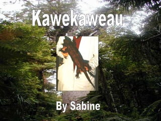 Kawekaweau By Sabine 
