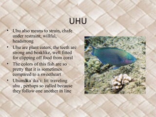 UHU
• Uhu also means to strain, chafe
under restraint; willful,
headstrong
• Uhu are plant eaters, the teeth are
strong and beaklike, well fitted
for clipping off food from coral
• The colors of this fish are so
pretty that it is sometimes
compared to a sweetheart
• Uhum ka`ika`i: lit: travelingā
uhu , perhaps so called because
they follow one another in line
 