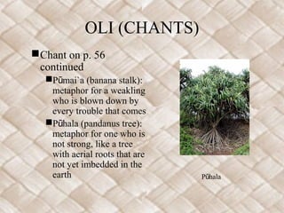 OLI (CHANTS)
Chant on p. 56
continued
P mai`a (banana stalk):ū
metaphor for a weakling
who is blown down by
every trouble that comes
P hala (pandanus tree):ū
metaphor for one who is
not strong, like a tree
with aerial roots that are
not yet imbedded in the
earth P halaū
 