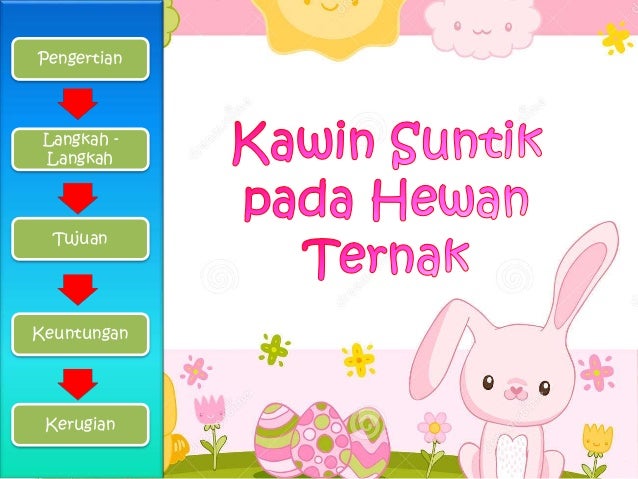Tujuan Kawin Suntik Pada Sapi Adalah Meningkatkan