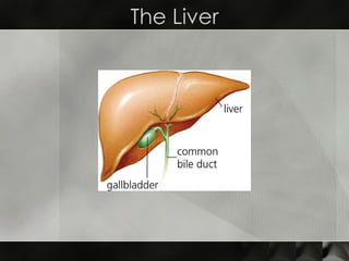 The Liver 