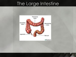 The Large Intestine 
