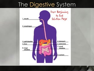 The  Digestive  System 