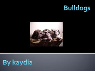 Bulldogs By kaydia 