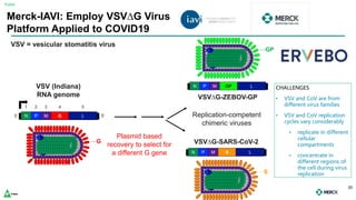 Public
Confidential
20
G
VSV (Indiana)
RNA genome
N P M G L
1 2 3 4 5
3’ 5’
Merck-IAVI: Employ VSV∆G Virus
Platform Applied to COVID19
VSV = vesicular stomatitis virus
N P M S L
S
VSV∆G-SARS-CoV-2
Replication-competent
chimeric viruses
N P M GP L
VSV∆G-ZEBOV-GP
GP
CHALLENGES
• VSV and CoV are from
different virus families
• VSV and CoV replication
cycles vary considerably
• replicate in different
cellular
compartments
• concentrate in
different regions of
the cell during virus
replication
Plasmid based
recovery to select for
a different G gene
 